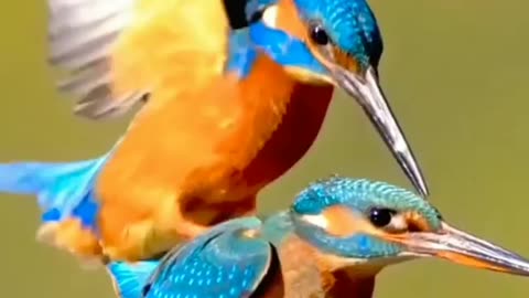 Colors are the smiles of nature