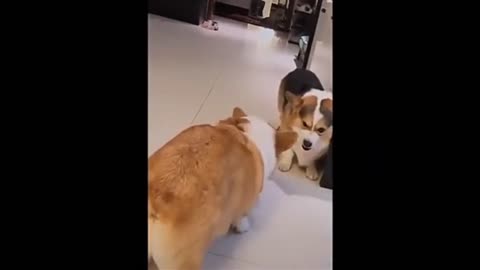 Cat watching,cat play , animal playing#short