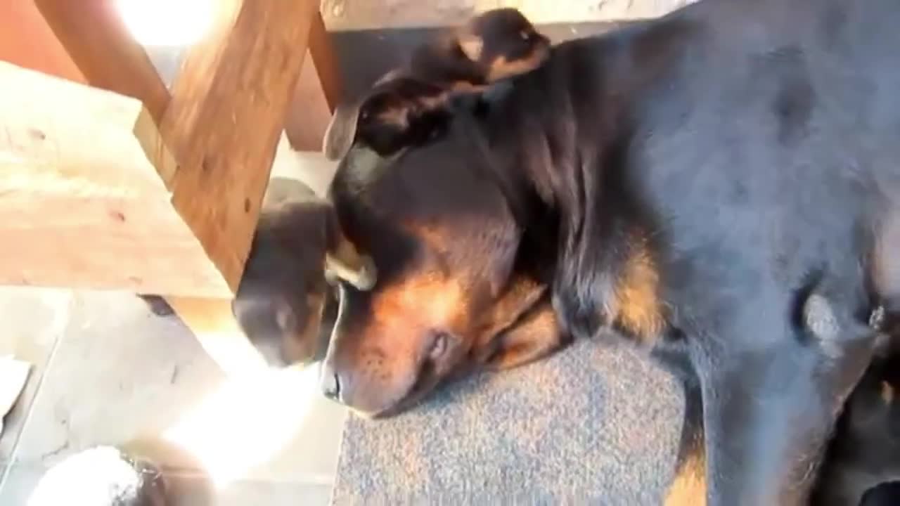 Care for Rottweiler puppies