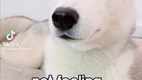Skaya The Talking Husky Feeling Okay Today