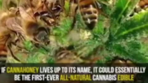BEEKEEPER TRAINED HIS BEES TO MAKE HONEY FROM WEED