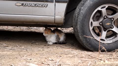 Male cat chases a female cat to mate but she refuses to