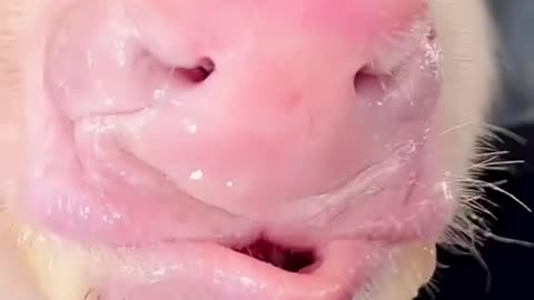 cute pets pig #viral#trending