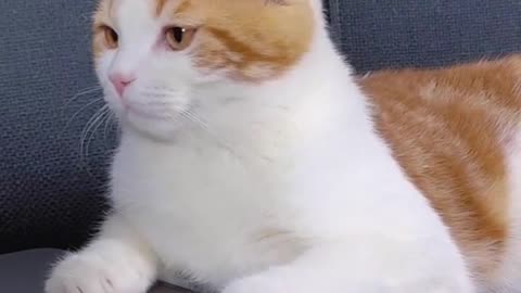 Try not yo laugh 😍awesome so cute animal l funny animal video