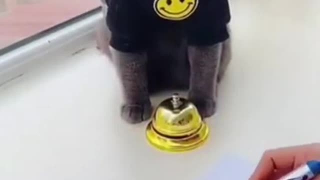 002 - Funny Cats