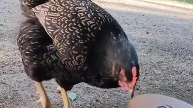 A chicken playing guiter