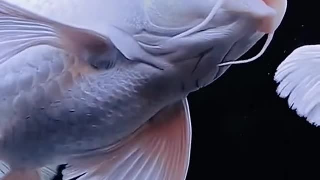 fish photograph