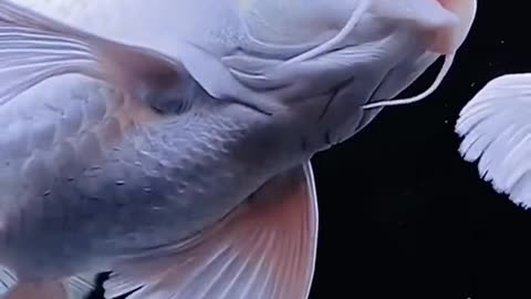 fish photograph