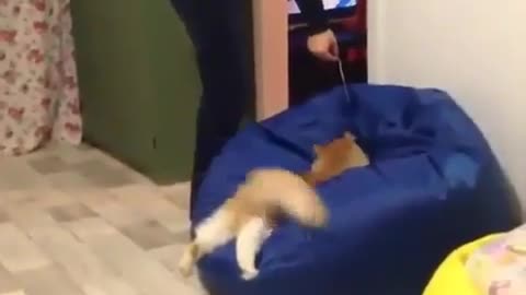 The funny Cat