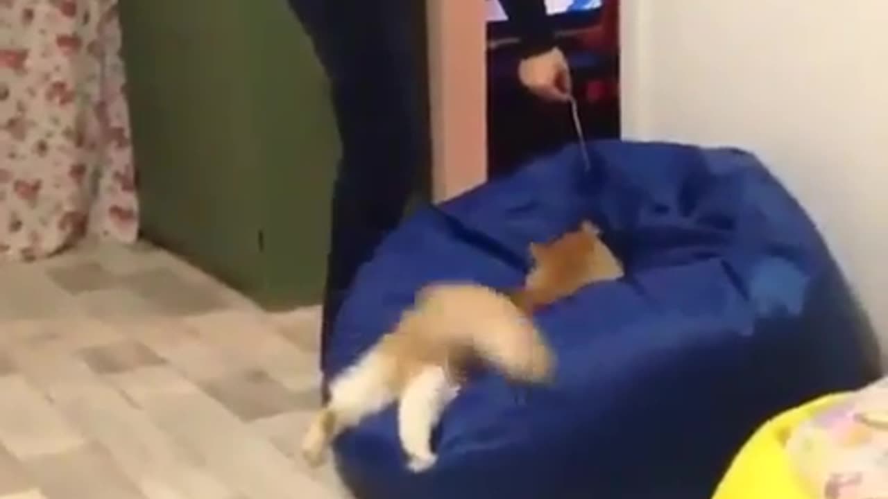 The funny Cat