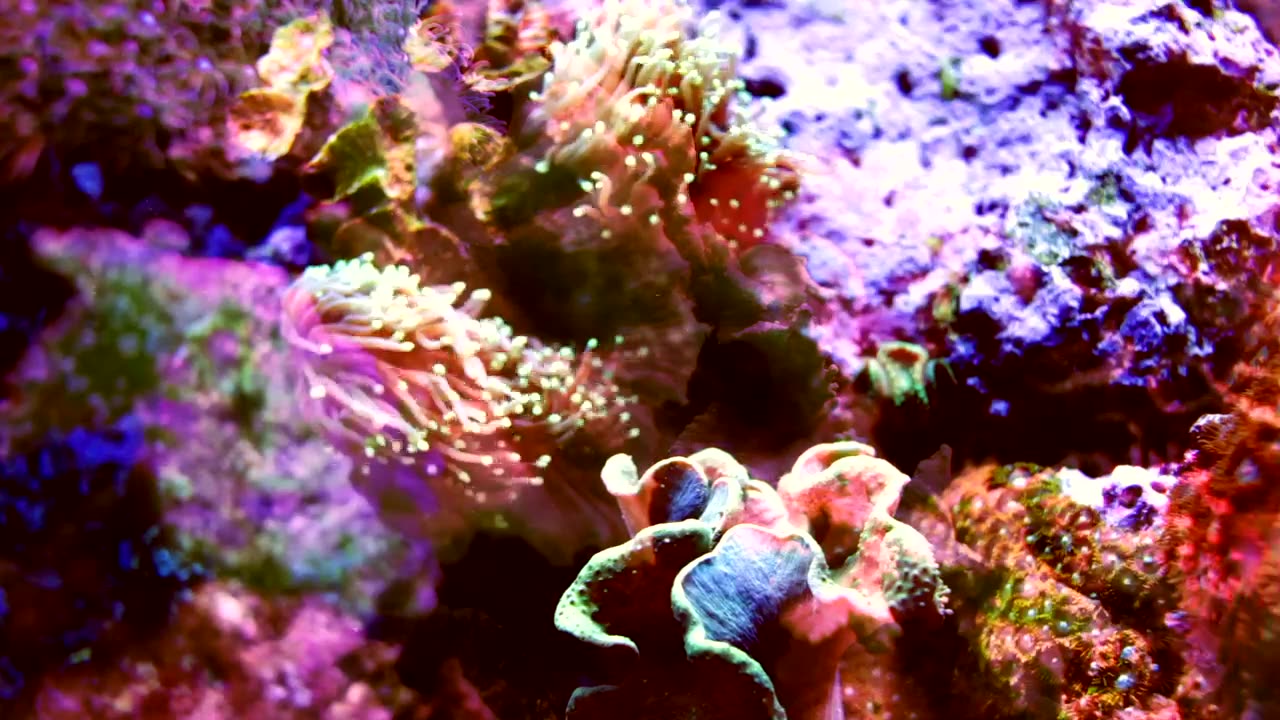 Multicolored coral shot with fish projections