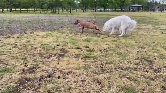 German Shepherd Attacks Pitbull [OFF LEASH DOG PARK] Part 1
