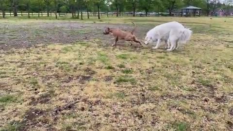 German Shepherd Attacks Pitbull [OFF LEASH DOG PARK] Part 1