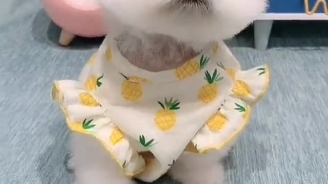 Cute and Funny Cat vs Dogs Videos Compilation 202 #shorts
