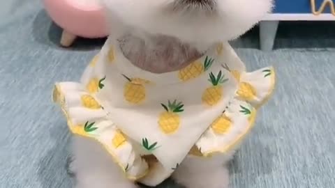 Cute and Funny Cat vs Dogs Videos Compilation 202 #shorts