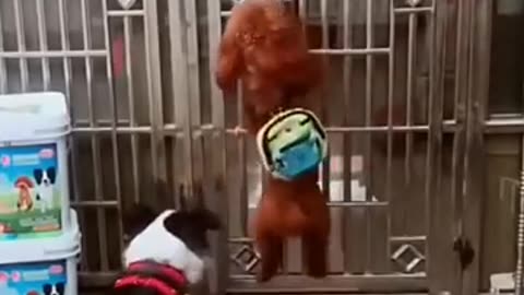 Funny dog Videos-2024