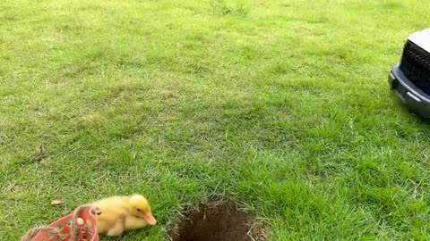 Monkey baby video @2024