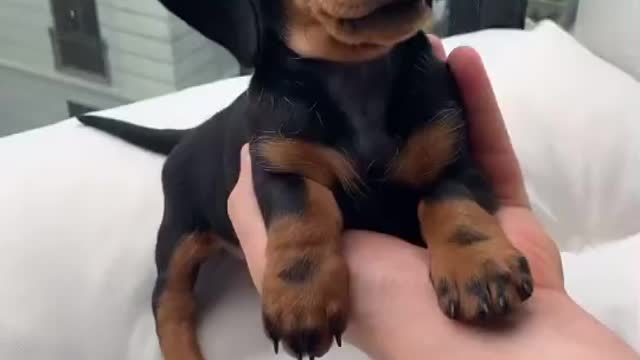 New York dog