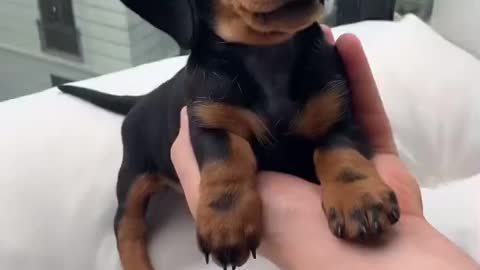 New York dog