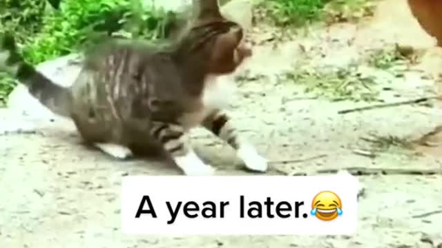 Kitten annoying chicks, angry mother hen, funny videos
