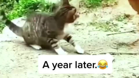 Kitten annoying chicks, angry mother hen, funny videos