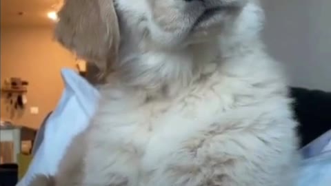 When the sleeping little golden hair heard the sound of the toy ball, he looked up in an instant.