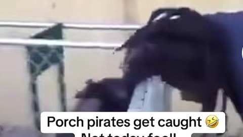 Dogs Attack A Man