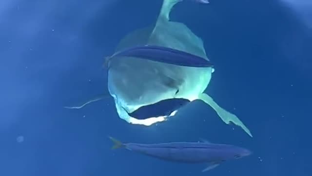 POV You see a 14 foot tiger shark emerging from the depths to your boat