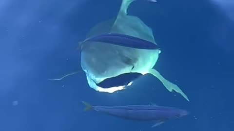 POV You see a 14 foot tiger shark emerging from the depths to your boat