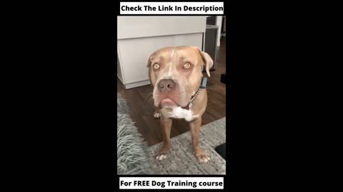 Latest Doh Training Videos#shorts#Dogtraining💥💥❤️❤️💋💋🌏️🌏️⬇️⬇️