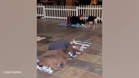 Funny animal vidio