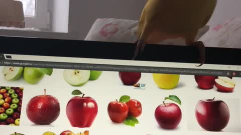 Bird Tries to Eat Apples of the Screen