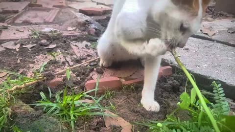 Cats are eating tree roots as a remedy​| Diana-videos #cat #cute