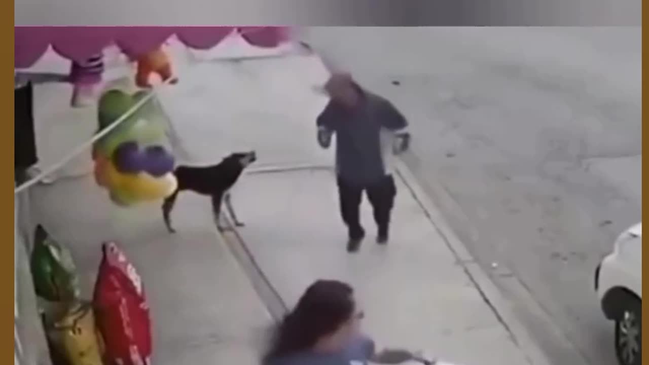 Funny animals video