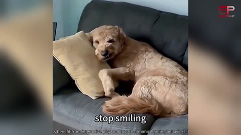 Best Funniest Animals Video 2024 - Try Not To Laugh Dogs And Cats - Esocramp