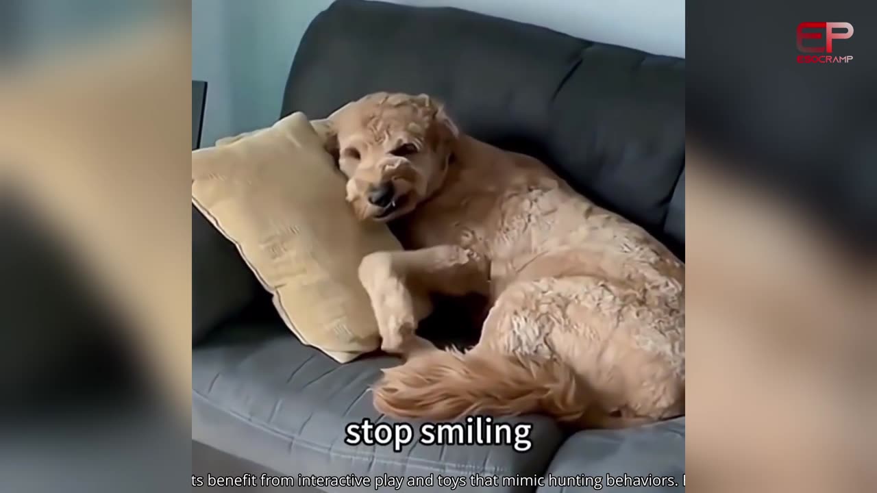 Best Funniest Animals Video 2024 - Try Not To Laugh Dogs And Cats - Esocramp
