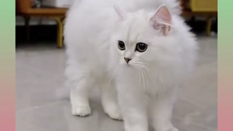 Funny cat Scared