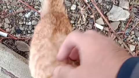 Cute cat fount on street