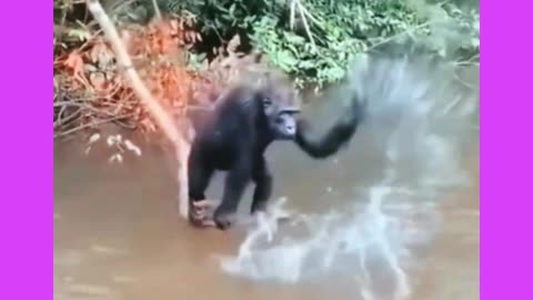 Monkey 🐒🐒🐒 gorilla funny track trending