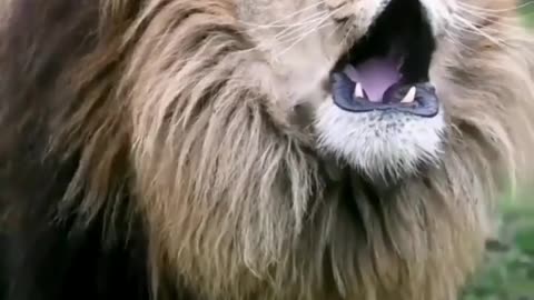 Lion 🦁 angry 😡