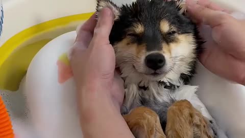 dog bath 😂