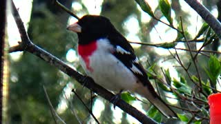 Rose-Breasted Grosbeak