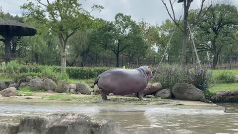 Big hippo