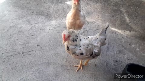 #cocotinha they are manquinha help in physiotherapy