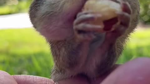 Funniest Dogs And Cats Videos - Funny Animal Videos, Best of the 2021 №8
