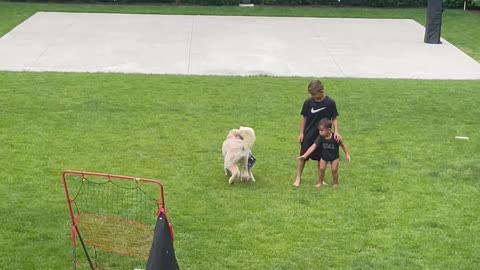 They're the Dog's Shorts Now