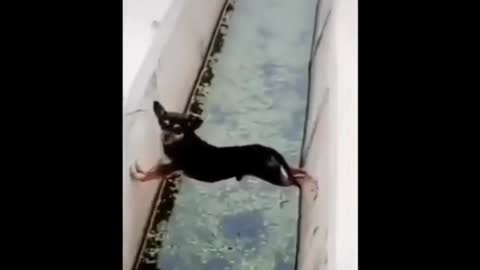 😁 | Animals Funny Moments #shorts