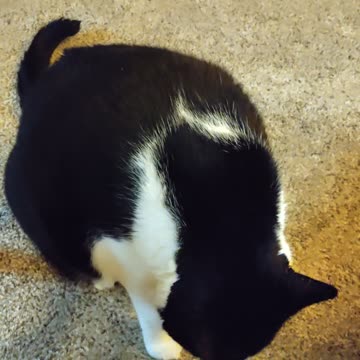 Eating Tyson Rotisserie Seasoned Boneless Skinless Chicken Breasts, 9/28/23