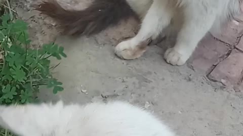 Cat cat 🐈🐱Cat cat chat