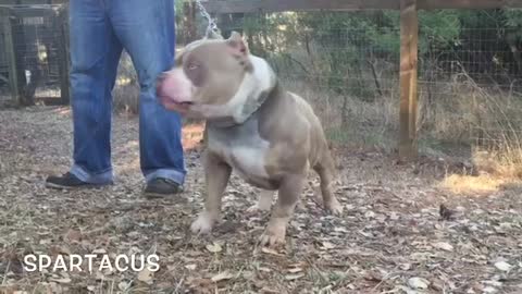 ONE OF THE BEST LILAC TRI DOG IN THE WORLD; SPARTACUS DAX AMERICAN BULLY BULLTHENIC POCKET PIT